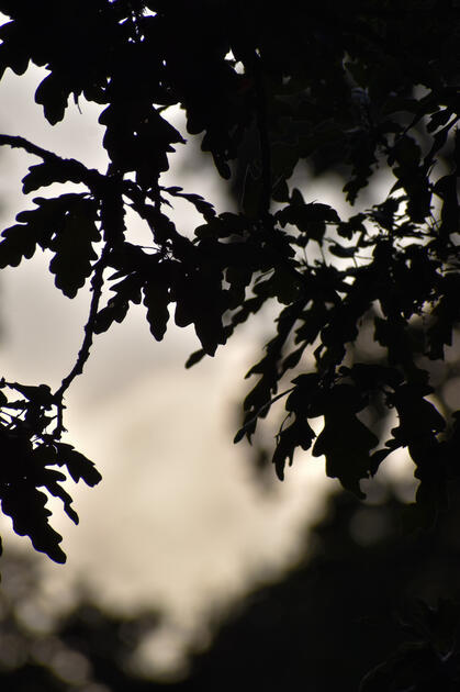 Tree Shadows (NL)