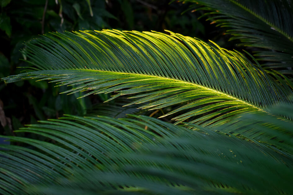 Missouri Botanical Garden