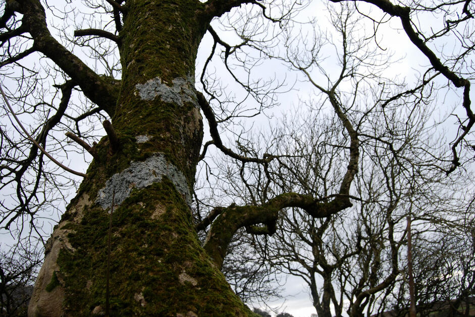 Tree (PR) Tree (PR)