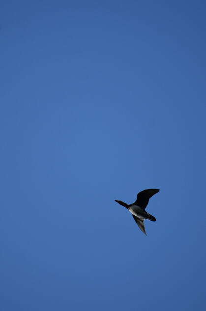 Goose (NL)