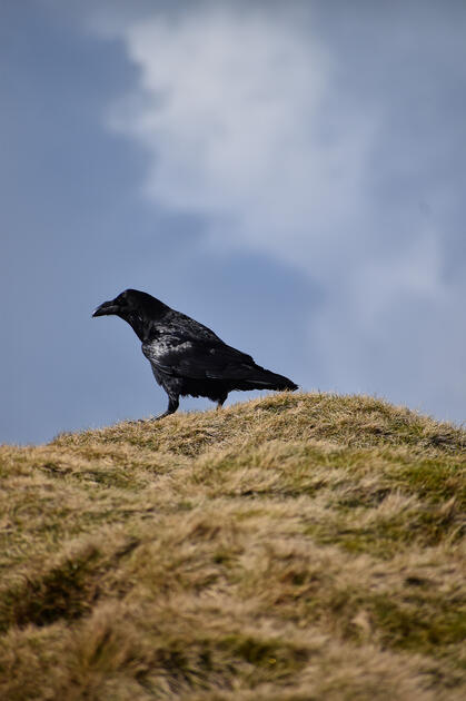Pen Y Fan Crow Pen Y Fan Crow
