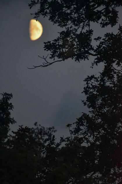 The Moon (NL) The Moon (NL)