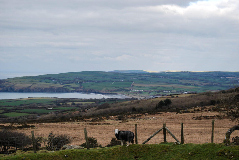 Sheep (PR) Sheep (PR)
