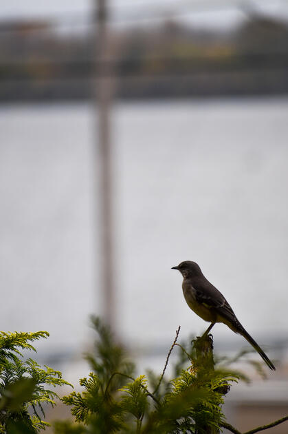 IL Bird IL Bird