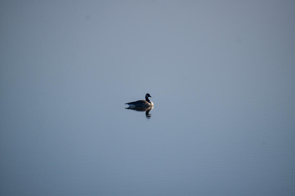 IL Goose